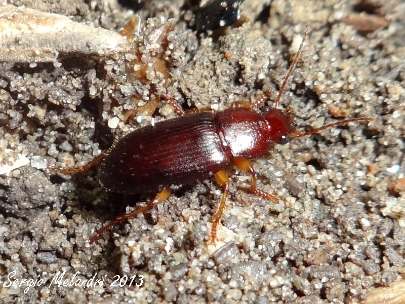 Ophonus (Metophonus) rupicola